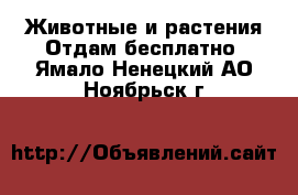 Животные и растения Отдам бесплатно. Ямало-Ненецкий АО,Ноябрьск г.